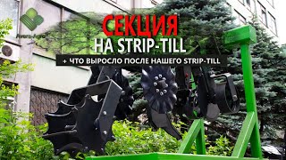 картинка: Познімали всходи після нашого Strip-Till 🌽 Огляд на секцію Strip-Till 🚜 Смугова обробка ґрунту