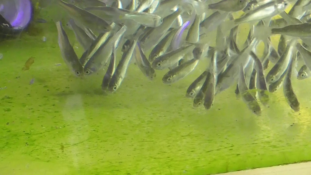 稚魚でも苔を食むボラ 海水魚飼育捕食映像 和歌山釣太郎 Youtube