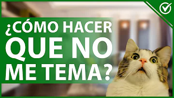 ¿Cómo ganarse la confianza de un gato asustado?