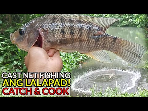 ep42---cast-net-fishing-"pang-dadala"-malalapad-na-tilapia-(catch-&-cook)---san-pablo-city,-laguna