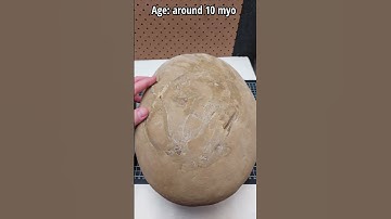 Another huge fossil crab #fossil #crab #giant
