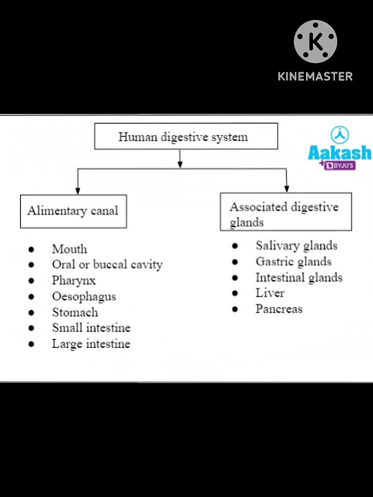 Flow chart of digestive system brief study of digestive organ