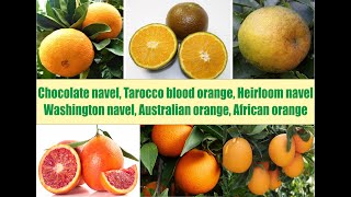 Neelas Garden Chocolate Dolci Navel Tarocco Blood Orange Australian Orange African Orange