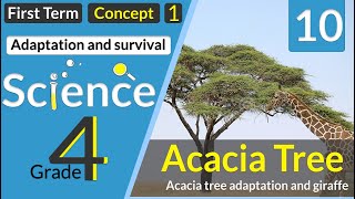 lesson 3-2 Acacia tree adaptation and giraffe  |  شجره السنط و الزرافه