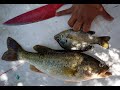 Pesca en los canales de Mexicali