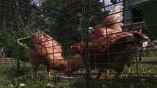 Chicken controversy: Swatara Township chicken ownership laws to be debated