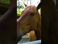 Lena Sure Loves Some Ear Scratches! #horses #shorts #scratches