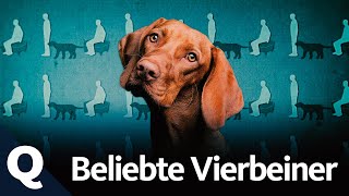 Hunde: Haustier, Helfer und Familienmitglied (Ganze Folge) | Quarks