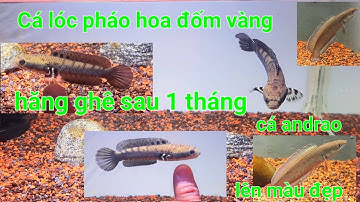 Cá lóc pháo hoa đốm vàng sau 1 tháng nuôi hăng ghê luôn và cá lóc andrao lên màu đẹp ghê