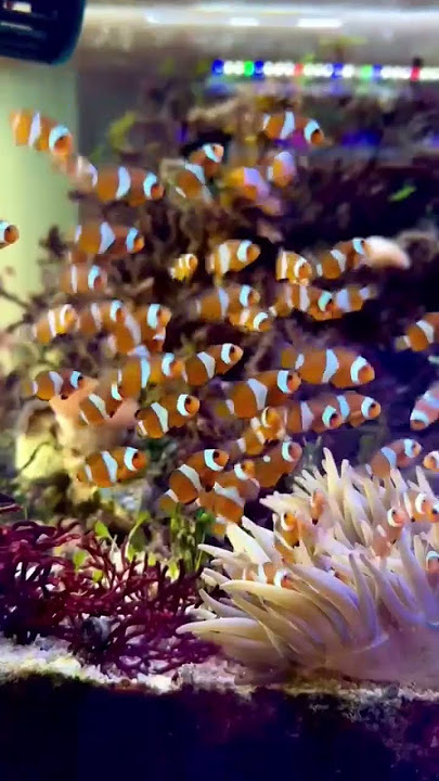 ikan hias warna-warni #aquascape  #cocomelon #ikan #ikanhias #roblox #air #fyp #aquarium #fish