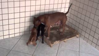 Staff Bull - Filhotes Com 50 Dias