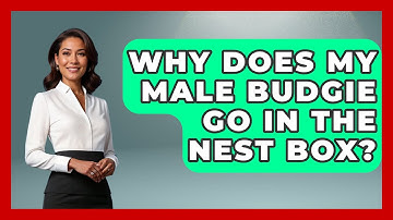 Why Does My Male Budgie Go In The Nest Box? - Bird Watching Diaries