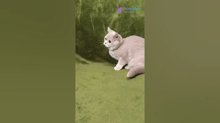 Video 11786941: tabby british shorthair kittens, british shorthair lilac kitten, british shorthair lilac girl, eyes british shorthair, britishshorthair, pets