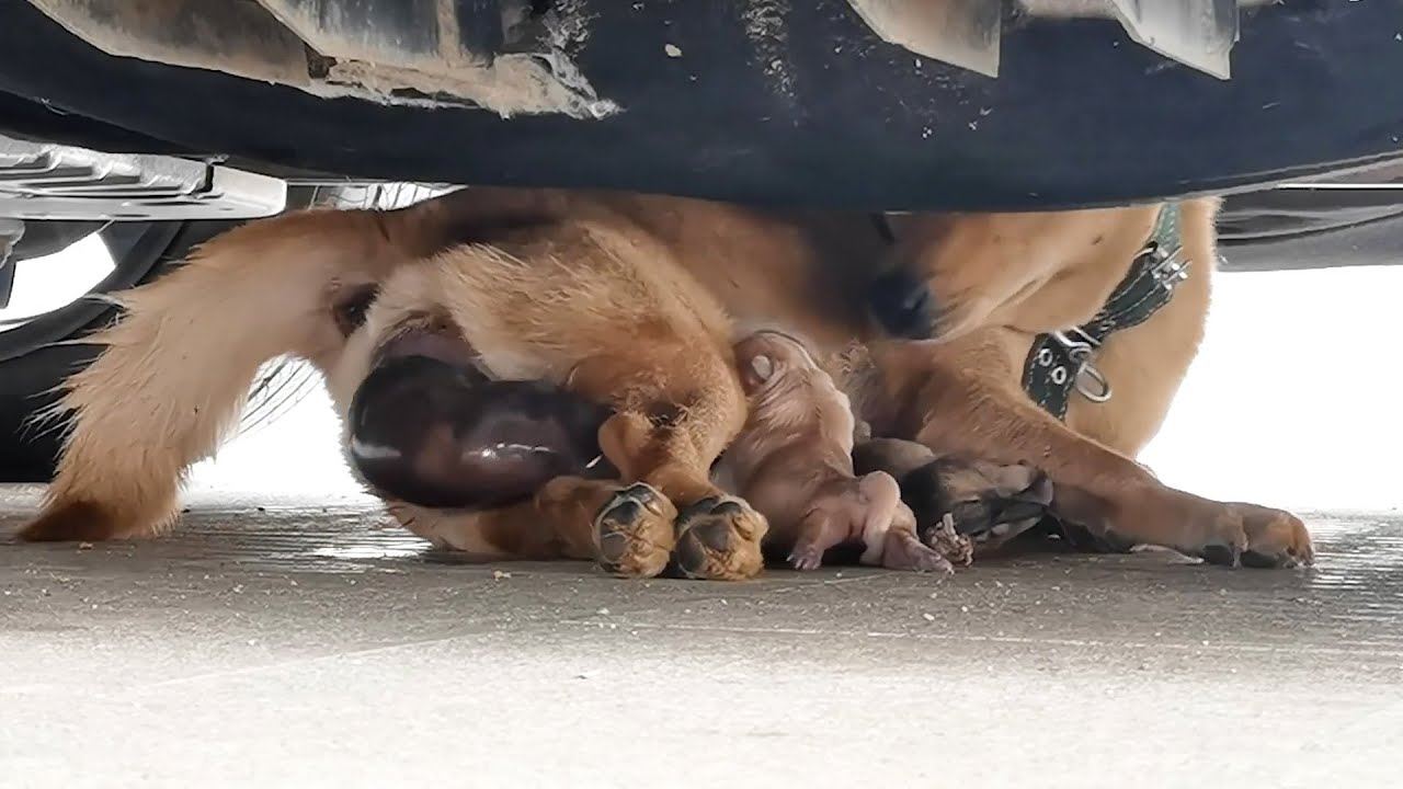 What Age Do Female Dogs Stop Coming Into Season