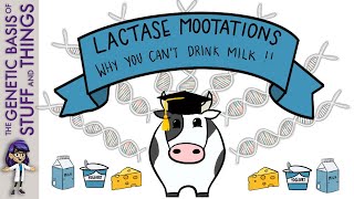 Lactase Mootations Why People With Lactose Intolerance Cant Drink Milk