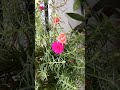 Portulaca planting time #gardeningtips