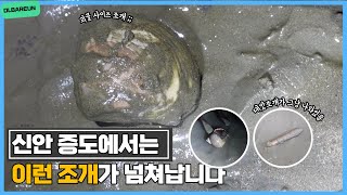[#vlog 39] 🐚신안 증도 해루질! 함박조개가 300개씩 잡히고 대맛조개가 길가에 덩그러니?!