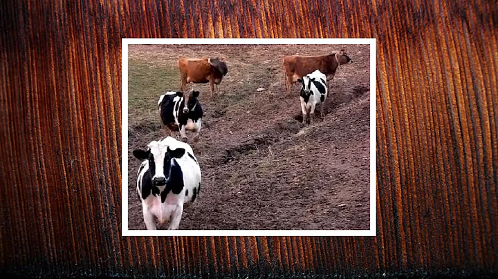 Raw Milk Diaries FAQs 1