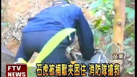 石虎困捕兽夹 抢救过程全录－民视新闻 - 天天要闻