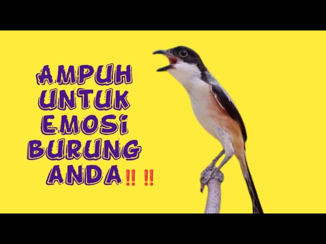 MASTERAN CENDET Juara nasional untuk memancing cendet manapun ‼️‼️‼️Hitungan menit dijamin nyaut 💯‼️ class=