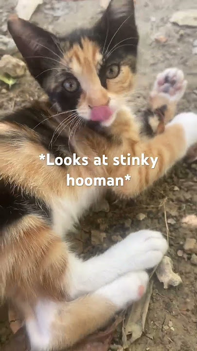 SEND THIS TO A STINKY HOOMAN 😸😹 #viral #kitten #kitty #cat #funny #memes #catmemes #fypシ゚viral
