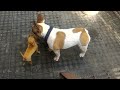 My sweet seventeen French Bulldog play with cihuahua puppies