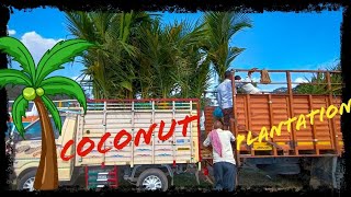 Coconut Plantation,  Cost, Dwarf | కొబ్బరి మొక్క నాటుకునే విధానం | Organic farming | Mohana Madhilo