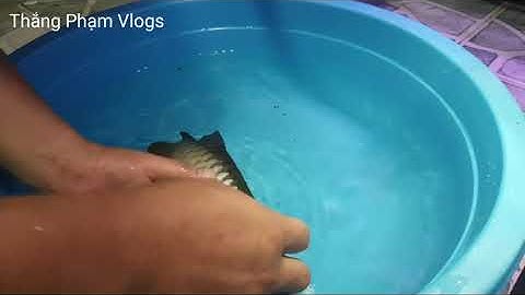 Cách chữa trị bệnh cá rồng, cá cảnh bị trùng mỏ neo