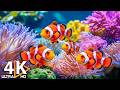Aquarium 4K VIDEO (ULTRA HD) - Beautiful Coral Reef Fish &amp; Jellyfish - Relaxing Music for Sleep #18
