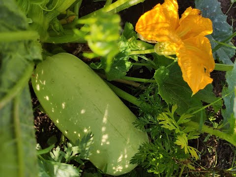 Видео: Болести по растенията от тиквички - Лечение на често срещани болести по тиквички в градината