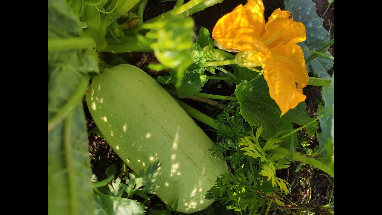 Кабачки – посадка и выращивание на огороде