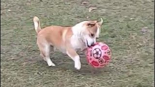 Dog plays with the ball