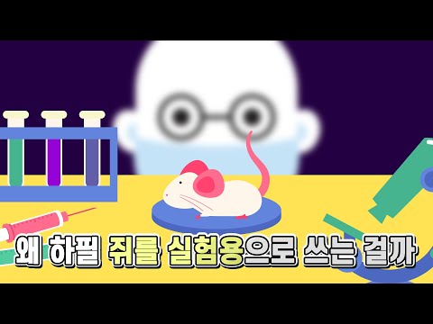 (Eng sub) Why use rats a lot in animal testing
