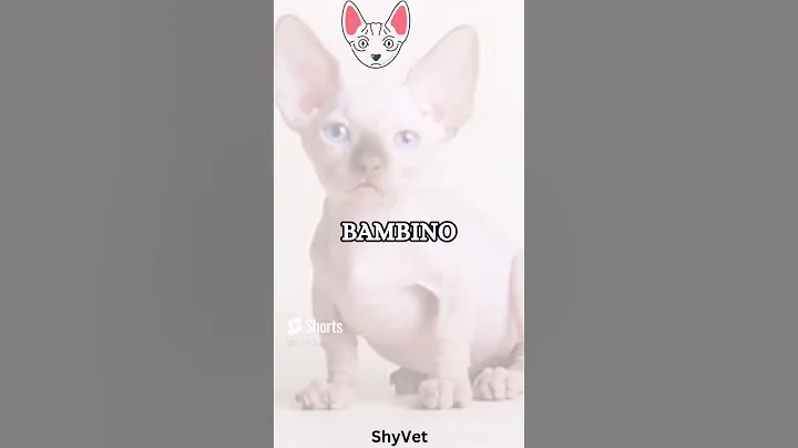 Video 5595251: sphynx american, american curl cat, hairless cat breed, cat love cuddling, cat cross