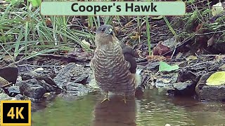 Details Cooper's Hawk Behavior Closeup Guide