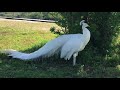 All white Peacock at The Fountain of Youth
