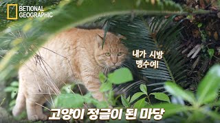 길냥이 정글이 된 마당... 그리고 새로운 고양이들 | 쫀니와 쪼꼬미들 | 베베집사 제주살이