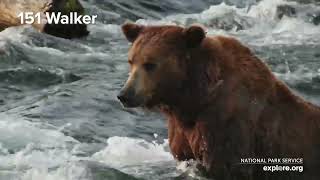 The Salmon Are Back | Best of Bear Cam