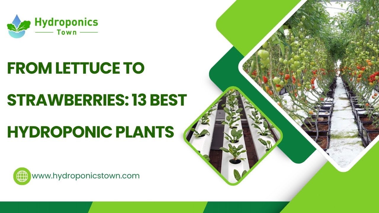 13 Best Hydroponic Plants to Grow in 2025: Ultimate Guide