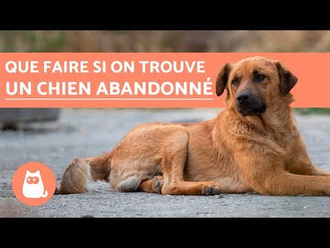 Vidéo: Où signaler un chien abandonné ?