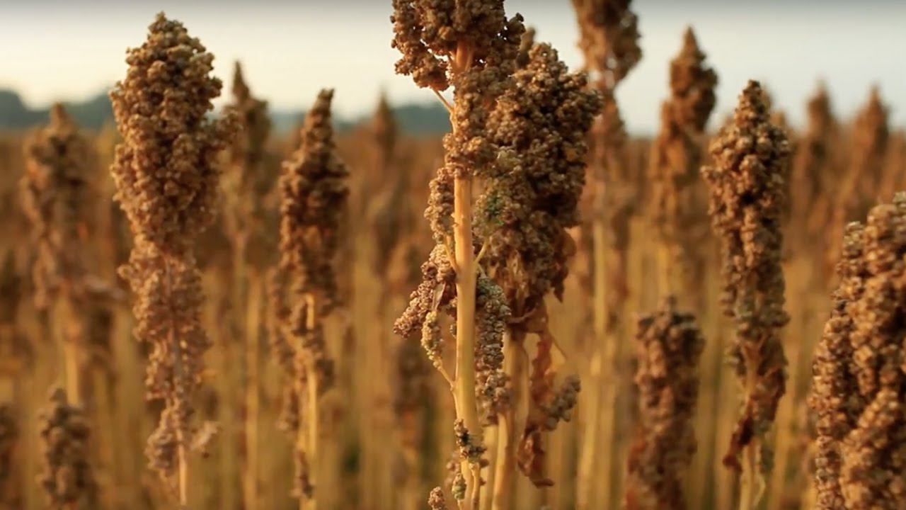 Pret A Manger – The journey of our British quinoa