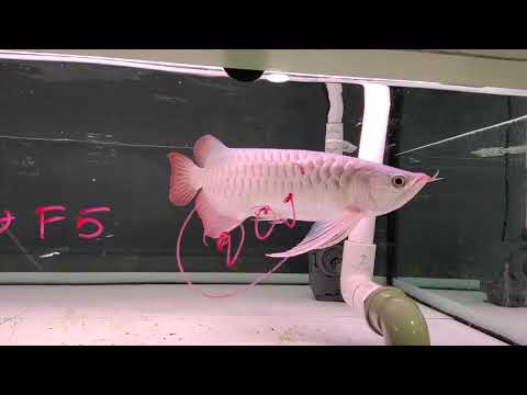 Yong Arowana - NC. พาชมปลาสวยครบทุกสายพันธุ์ที่ร้านย้งอโรวาน่า ณ จตุจักร Update ต้นเดือนพฤษภาคม 65