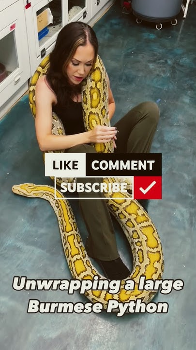 Python a deadly snake l wildlife video, #python #snake - YouTube