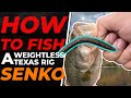 How to Fish a Weightless Texas Rig Senko