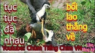 tiếng chim quốc mồi chuẩn nhất file chuyên bắt quốc đêm bằng tay không