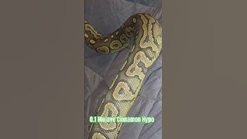 0.1 Mojave Cinnamon Hypo