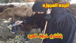 حبيبه بنت طنطا بتشترى خروف العيد ضحك السنين 