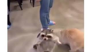 Adorable Trash Pandas