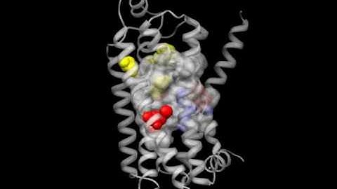 GPCR