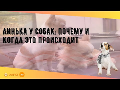 Линька у собак: почему и когда это происходит